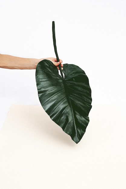 Unrecognizable female hand holding palm leaf Tropical plant wild creative concept. Minimalist fashion details