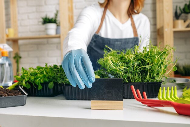 인식 할 수없는 정원사 성장 microgreens 실내 가까이 사진