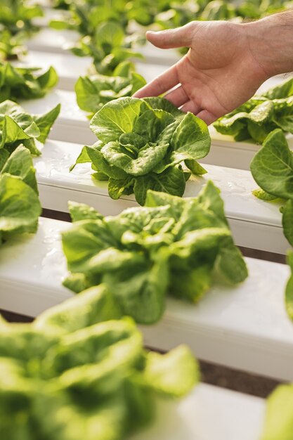 Unrecognizable gardener touching leaves of fresh lettuce while inspecting plants on hydroponic table in hothouse