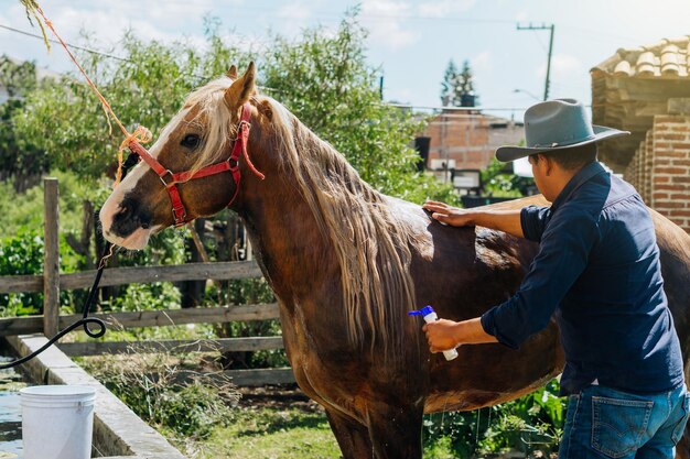 Неузнаваемый латиноамериканец купает лошадь на ранчо. Животные.