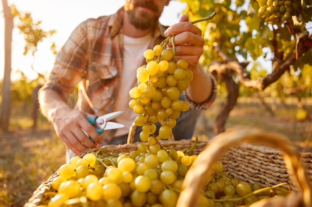 Unrecognizable man collecting ripe grapes into wicker basket during harvest on vineyard on autumn day in countryside