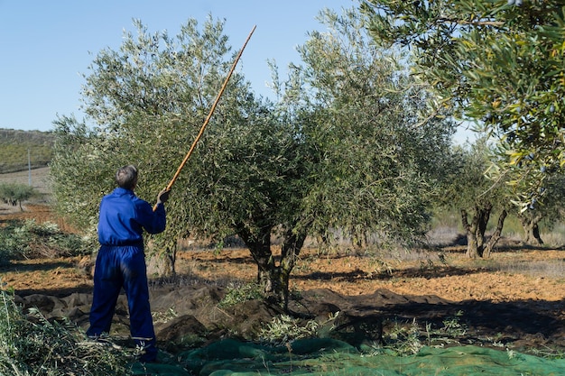 Unrecognizable man harvesting olives