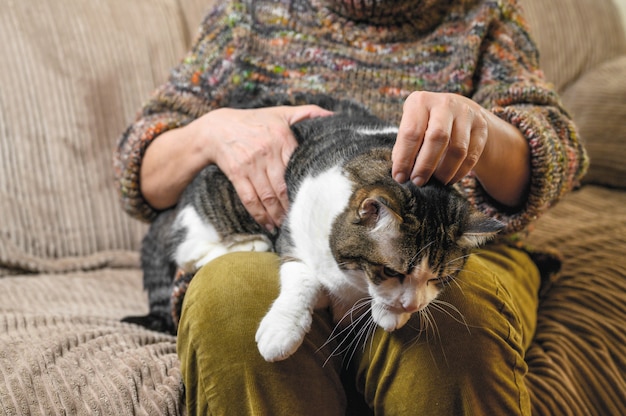 認識できない老婦人が猫をなでます。