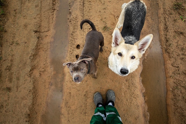 Unrecognizable owner with dogs on rural road