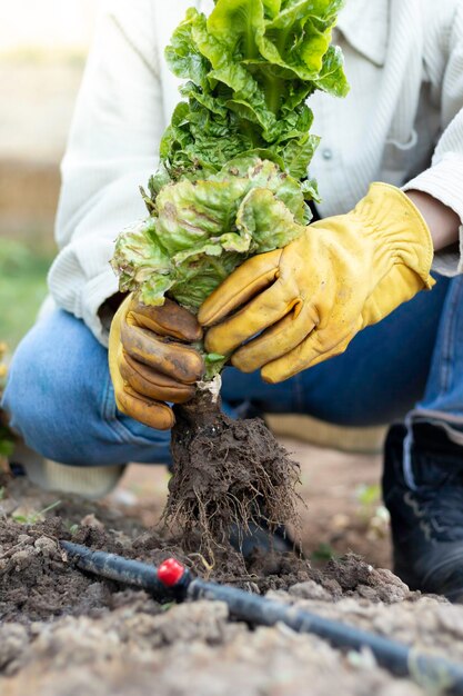 Unrecognizable portrait of a lettuce from the garden being collected by a girl's hands