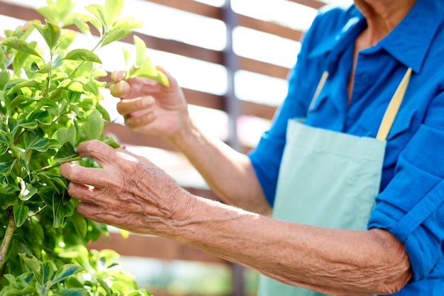 Unrecognizable Senior Gardener