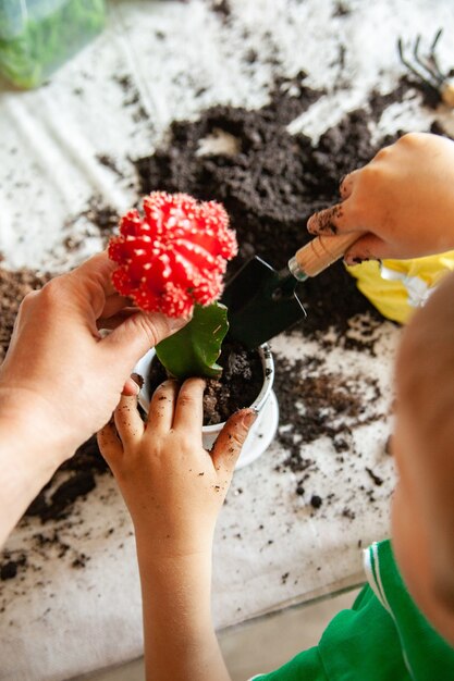 Unrecognizable woman helping kid to plant blooming cactus into pot while gardening on dirty table in weekend together