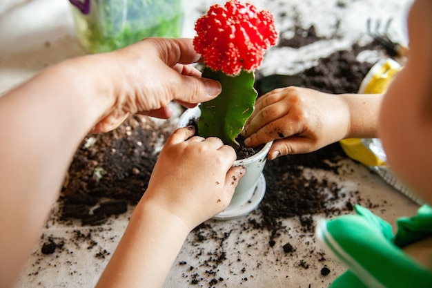 Unrecognizable woman helping kid to plant blooming cactus into pot while gardening on dirty table in weekend together