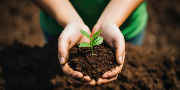 Unrecognizable woman holding a green seedling growing in soil