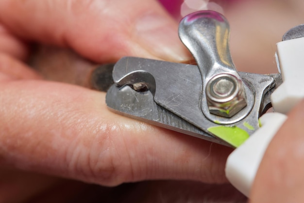 Unrecognizable woman is cutting nails of dog dachshund