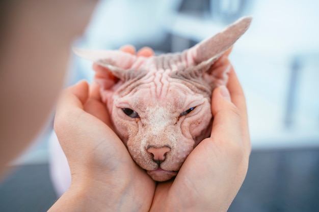 Unrecognizable woman petting her sick cat at the clinic.