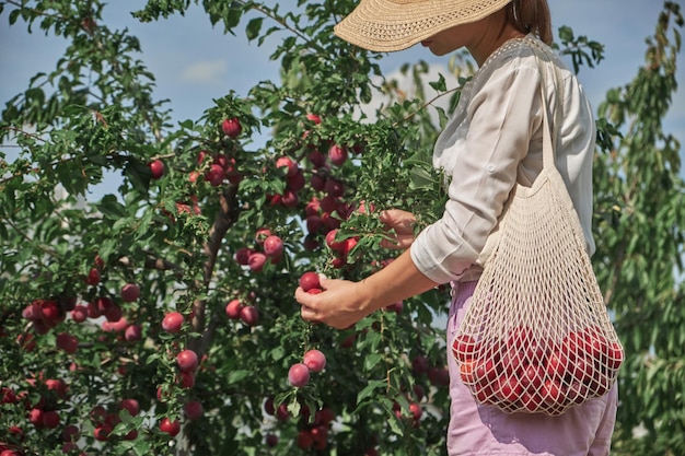 Unrecognizable woman picking plums in string eco mesh bag in her family backyard garden