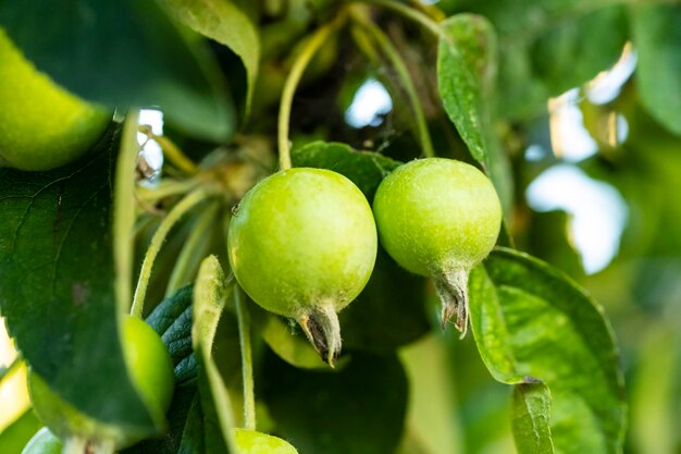 Unripe apple fruit apple harvest