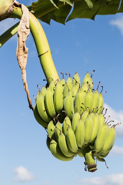 Unripe banana bunch on blue sky