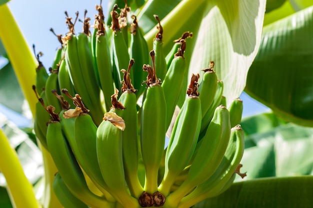 Unripe bananas in the garden close up