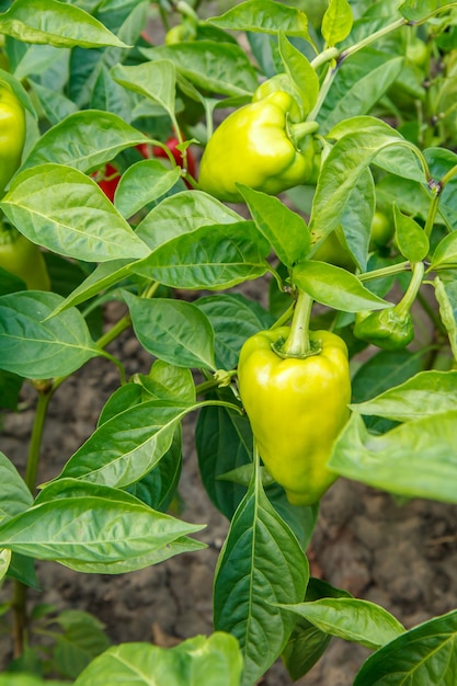 庭の緑の葉と茂みに生えている未熟なピーマン。ブルガリアまたはピーマンの植物。