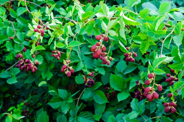 庭のブラックベリーの茂みに熟していないベリー