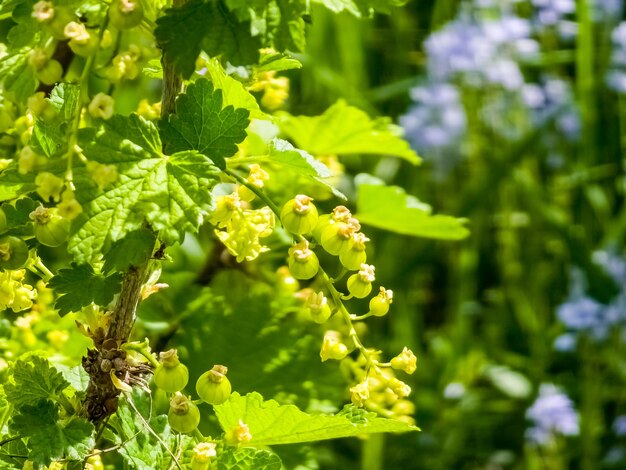 Unripe berries of red currant Ribes nigrum Ripening berries in the garden