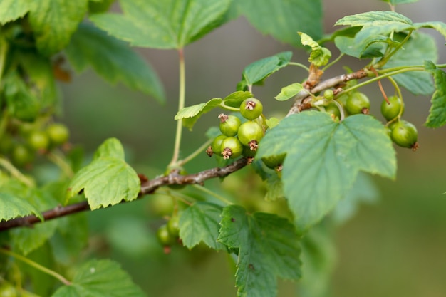 Ribes nero acerbo sul ramo nel giardino