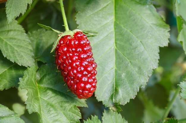 Unripe blackberry on the bush gardening agriculture harvest concept