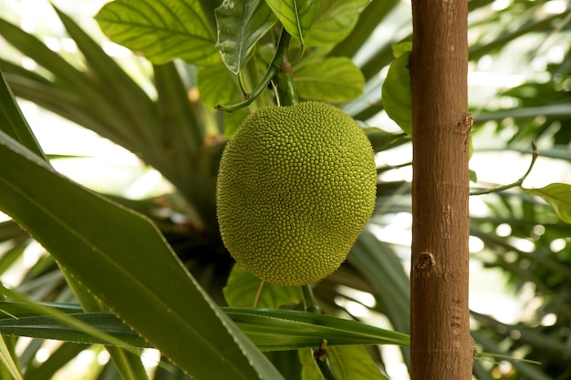 Unripe breadfruit jackfruit hanging on a branch