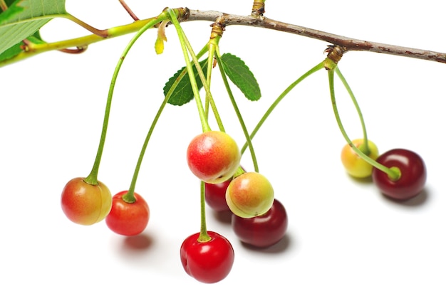 Unripe cherries on a branch