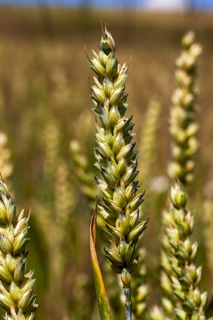 Unripe dry wheat before the grain harvest