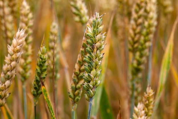 穀物収穫前の未熟な乾燥小麦