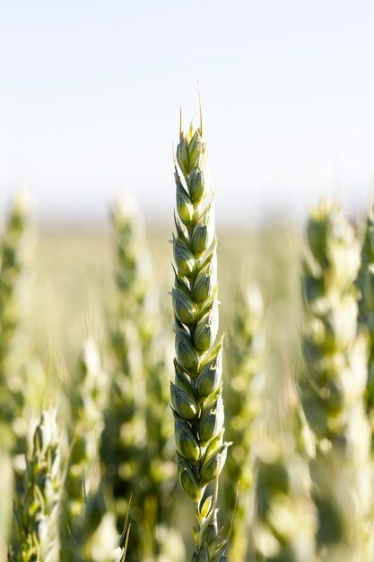 Unripe ears of wheat