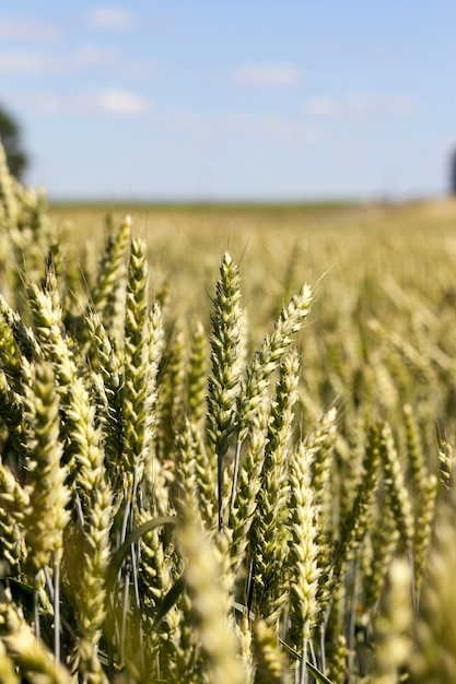 Unripe ears of wheat