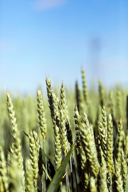 Unripe ears of wheat