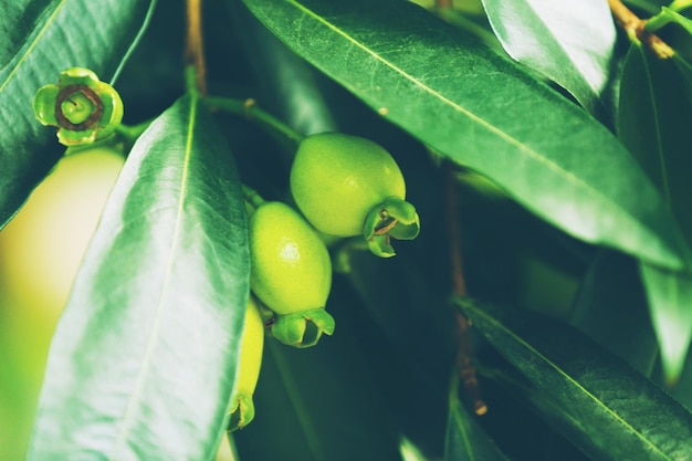 Unripe feijoa fruit close up