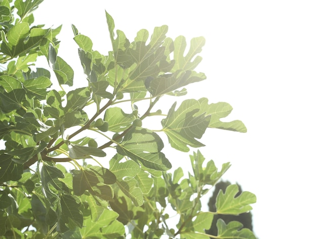 Unripe figs growing on tree in garden on sunny day