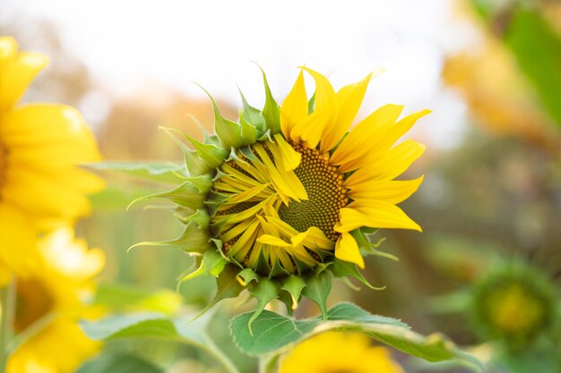 Unripe flower of the sunflower on field