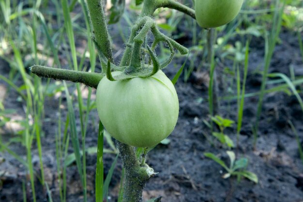 Unripe fresh green tomato village market organic tomato with green blurred background