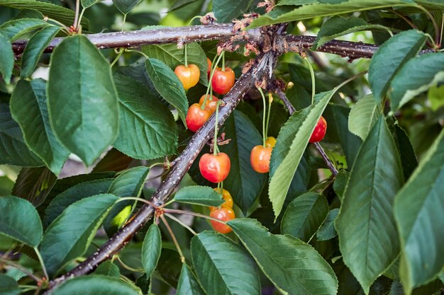 I frutti acerbi sono appesi su un ramo di un albero di ciliegio un gruppo di ciliegie arancioni in maturazione