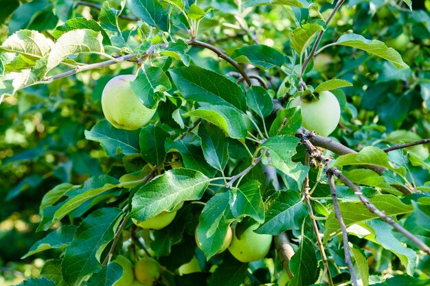 사과 나무 가지에 설익은 녹색 사과