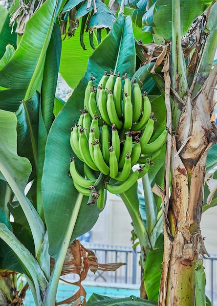 Unripe green bananas growing on the street of old Jaffa