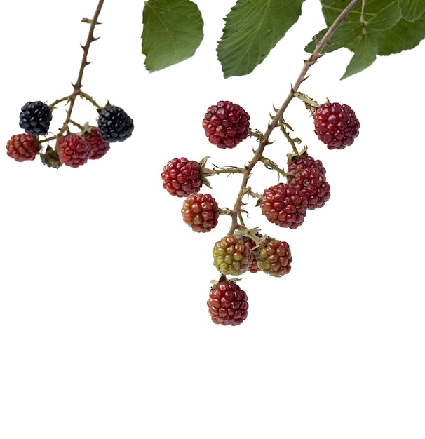 Unripe green blackberries, isolated on white background 