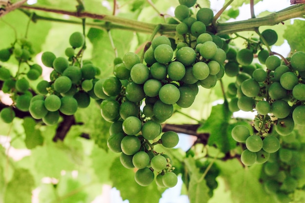 Unripe green bunches of grapes. Green grapes on a background of green leaves