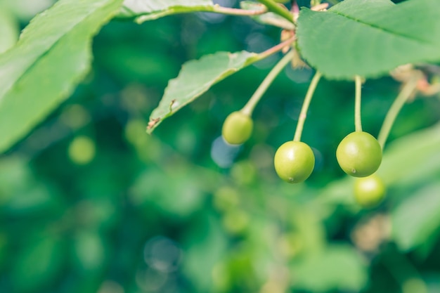 Unripe green cherries ripen on the tree in spring shallow depth of field green leafs background