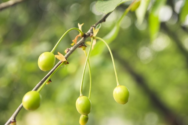 Unripe green cherries ripen on the tree in spring shallow depth of field green leafs background