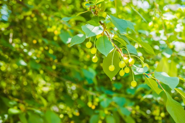 Unripe green cherries ripen on the tree in spring shallow depth of field green leafs background