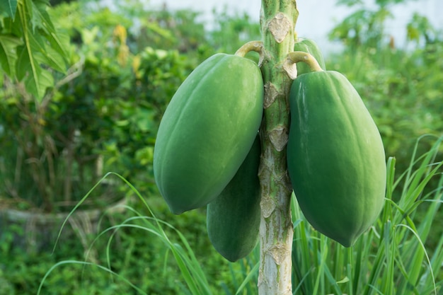 Unripe green papaya hanging from a papaya tree. Papaya tree and bunch of fruits. 