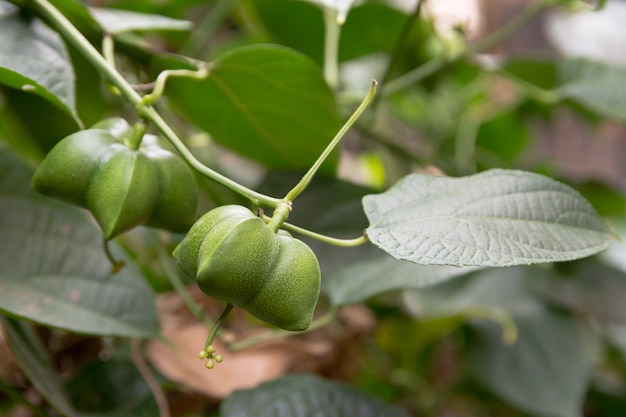 Photo unripe green sacha inchi hanging from a sacha inchi tree