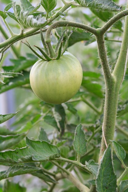 Unripe green tomato growing on bush in the garden Cultivation of tomatoes in a greenhouse