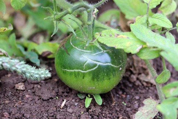 Unripe green tomatoes in the garden