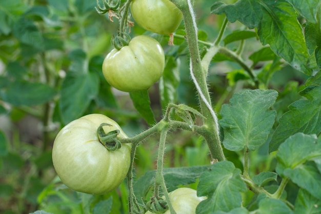 Unripe green tomatoes growing on bush in the garden