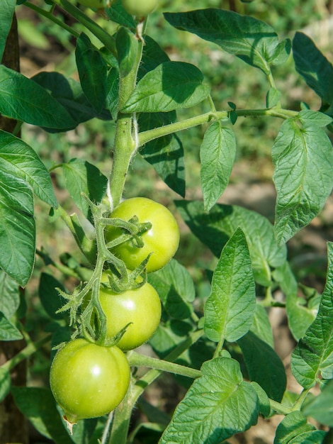 Unripe green tomatoes growing on bush in the garden