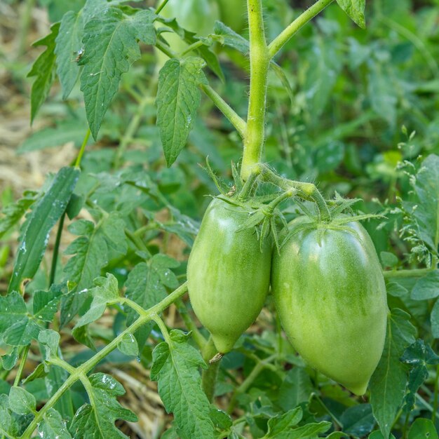 정원의 덤불에서 자라는 설익은 녹색 토마토